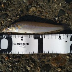 エギングロッドでちょい投げ